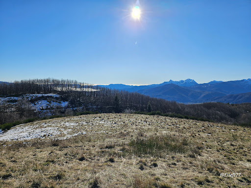 Orecchiella - Thumbnail