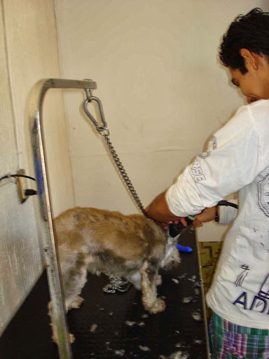 VETERINARIA STAR PET