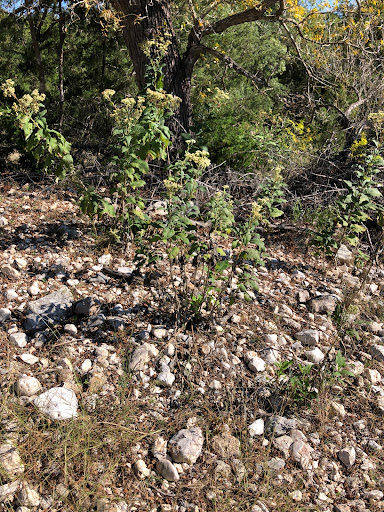 Wilkinson Ranch - Visual