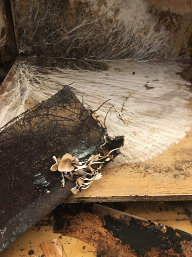 Servpro of Lake Forest South & Laguna Woods - Thumbnail