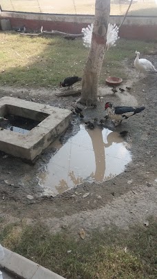 Bird Aviary lahore