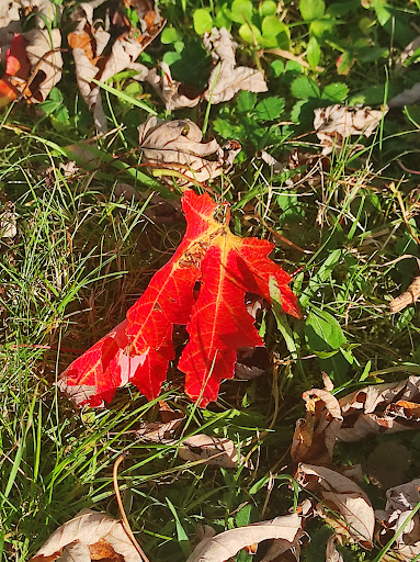 Sutton Spring - Visual