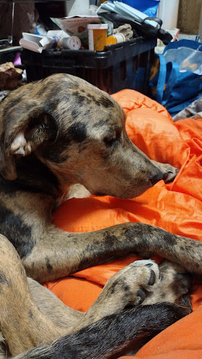 Feeding Pets of the Homeless - Headquarters