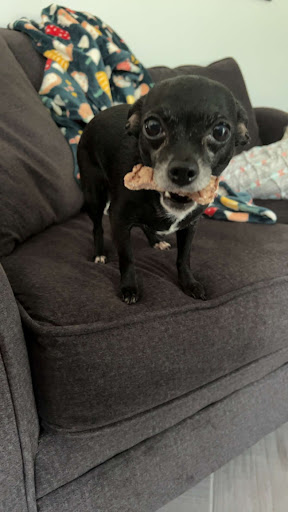 Biscuit’s Biscuits