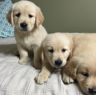 Purebred Golden Retriever Puppies