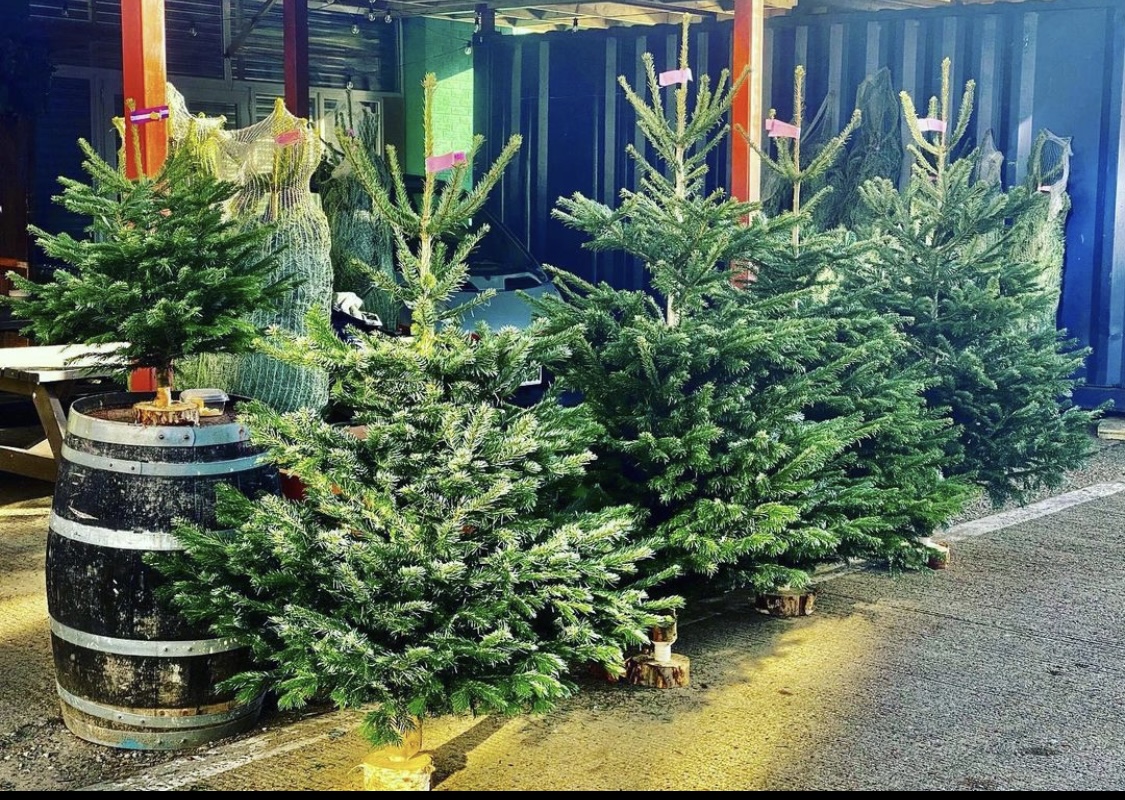 Hackney Wickmas Trees