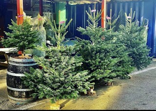 Hackney Wickmas Trees