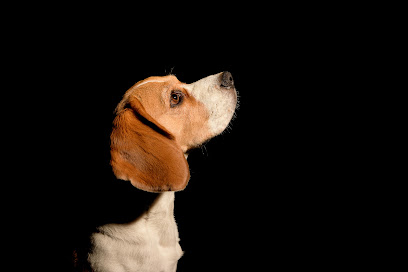 I See Dog People - Fotografo de Perros