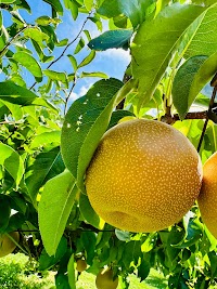 あべけんたろう果樹園 【あべ果樹園】