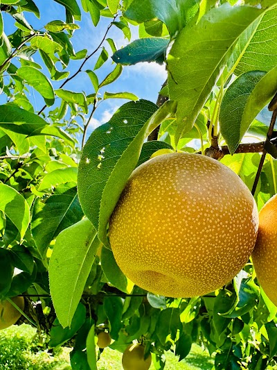 あべけんたろう果樹園 【あべ果樹園】