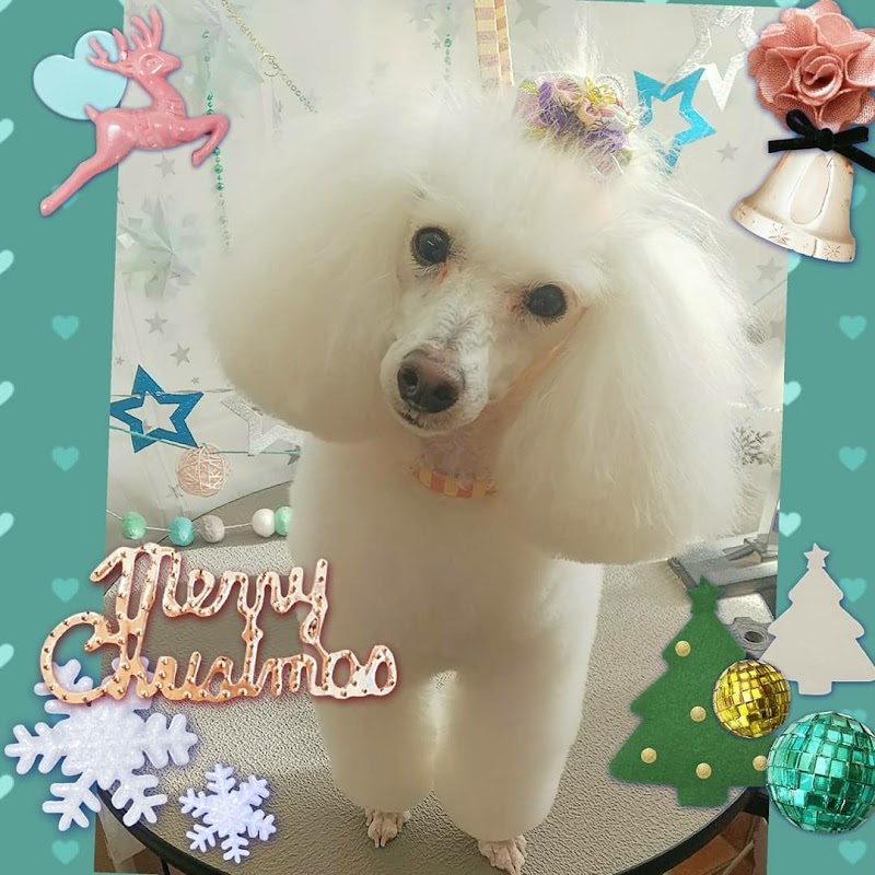 DOGSALON MOFU (福島県福島市)