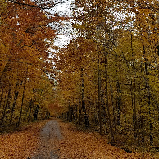 Tulip Tree Trail - Thumbnail