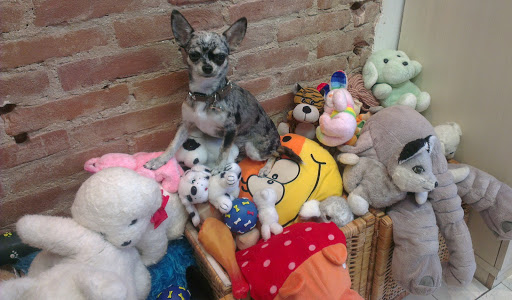 Louise's Doggycare & Trimsalon - Thumbnail