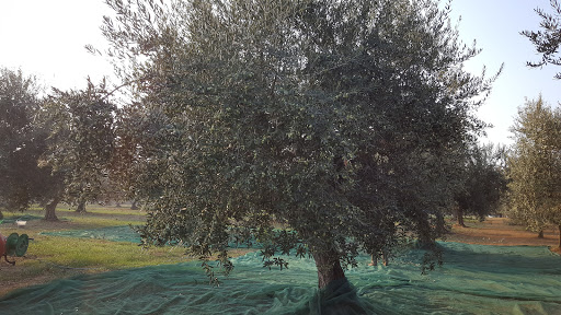 Azienda Agricola Miani,Olio Extravergine D Oliva - Thumbnail