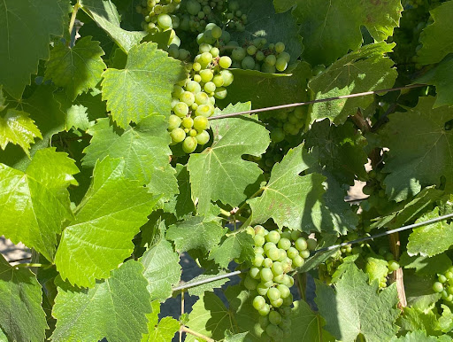 Shokrian Vineyard Gallery - United States