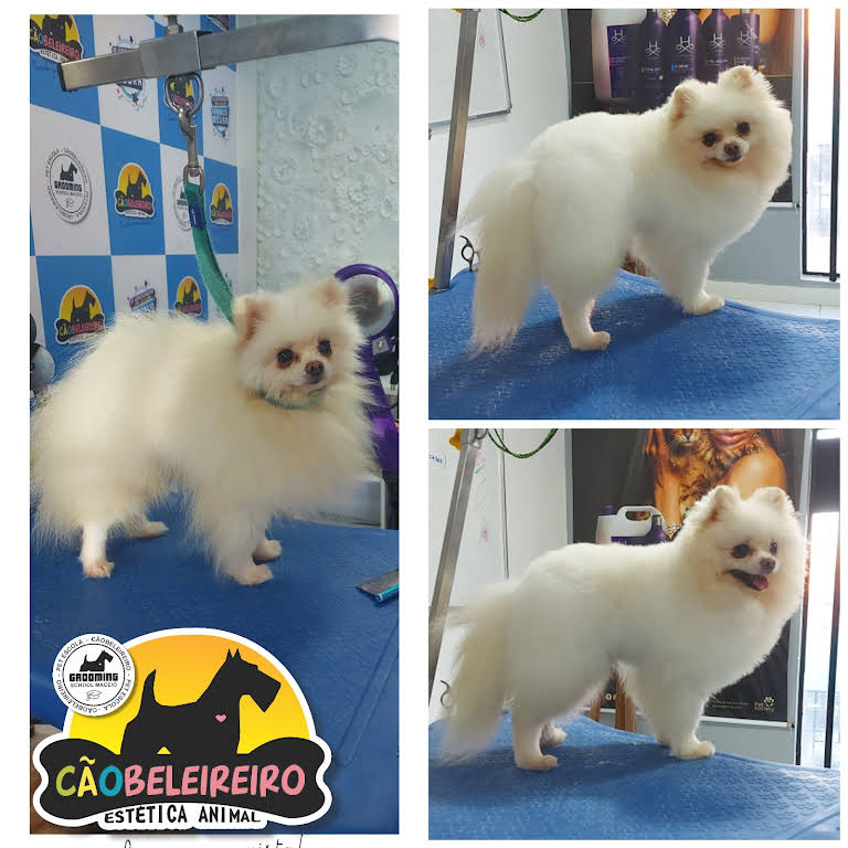 Estética canina Cãobelereiro