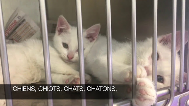 Ligue Protectrice des Animaux du Nord de la France - LPA-NF