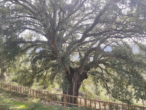 Árbol singular - El ”Alcornoque del Venero”