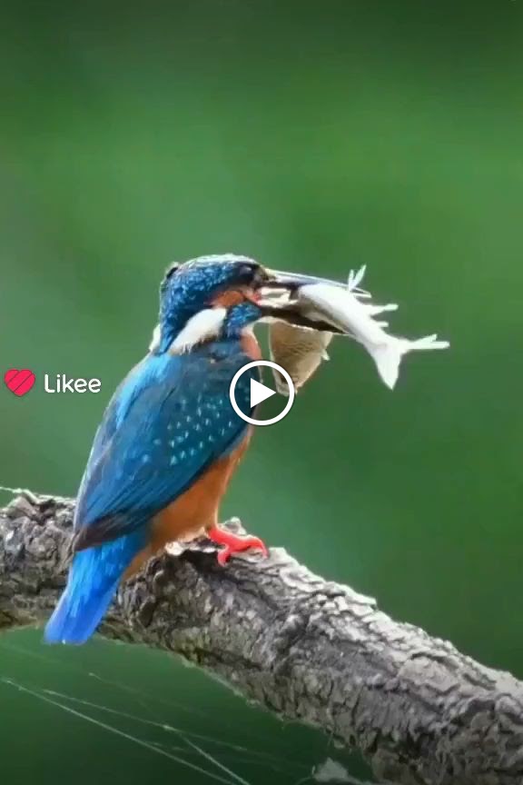 الحبيّب - صورة 3