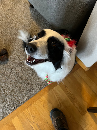 Dogs' Own Grooming - Thumbnail