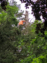 Photo n°13 de DG service élagage à Langres (Service d'élagage)
