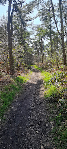 Cavans Wood