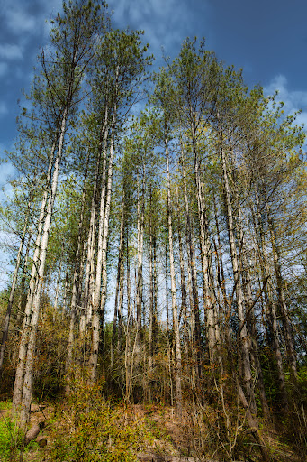 Bannockburn Conservation Area Gallery - Canada