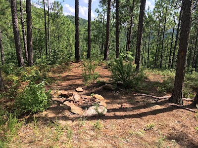 Pinhoti Trail Bird in the Pines Campground