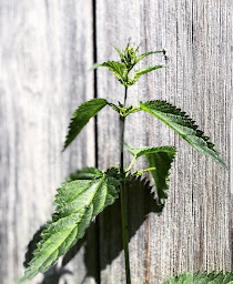 Photo n°3 de Subtil à Gorbio (Cave à vins)