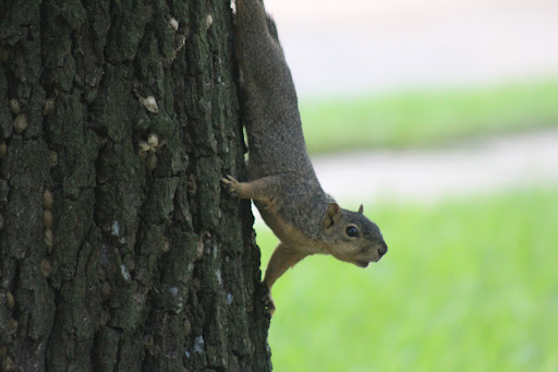 Nessler Park - Visual