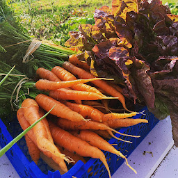 Photo n°3 de Primeurs de Cruzy-Le-Châtel à Cruzy-le-Châtel (Maraîcher)