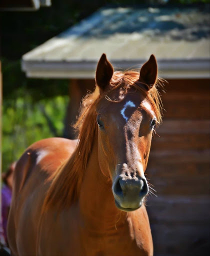 Russell Equine Sports Medicine - Thumbnail