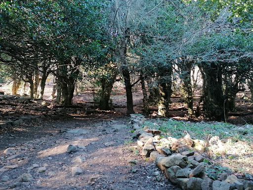 Agrifogli giganti - Thumbnail