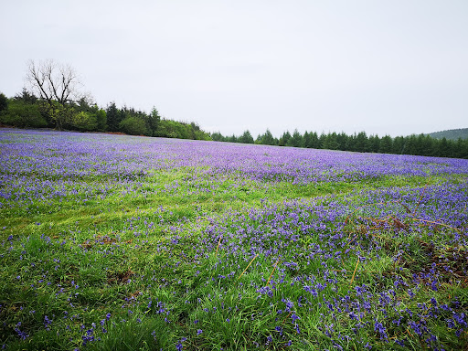Mortimer Forest - Visual
