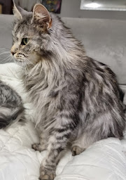 Photo n°22 de Chatterie des félins du lac à Cusy (Éleveur de chats)