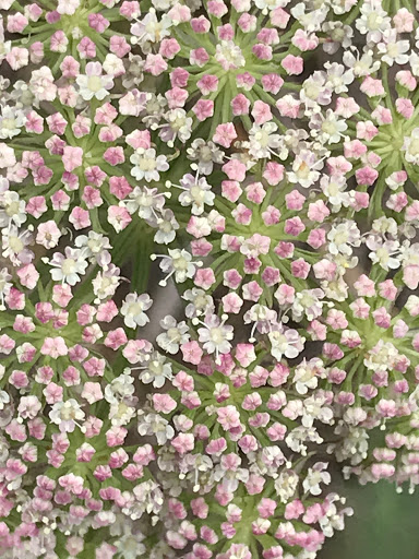 Sacrées Plantes