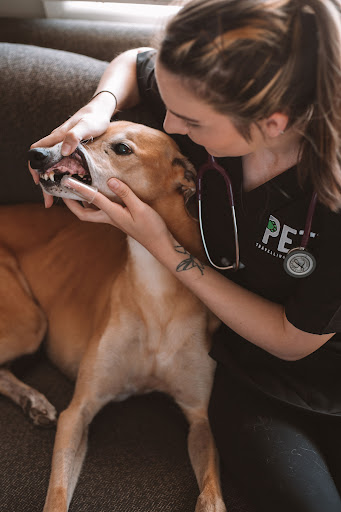 Petguard Travelling Vet Nurse