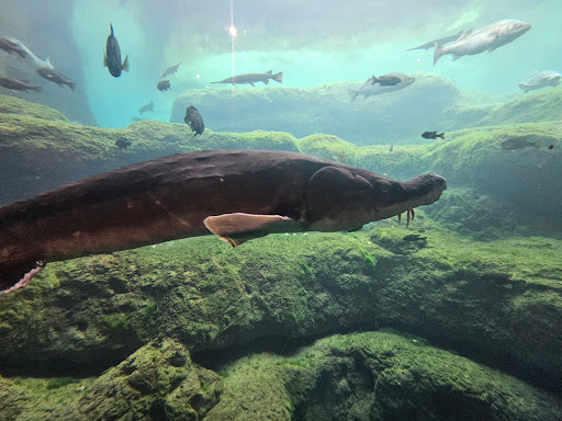 Flint RiverQuarium - Thumbnail