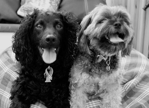 My Best Friend Veterinary Centre - Thumbnail