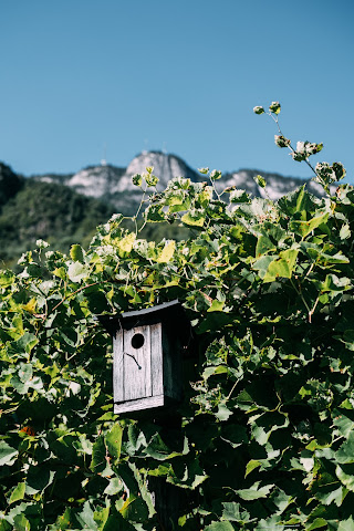 Thomas Niedermayr by null