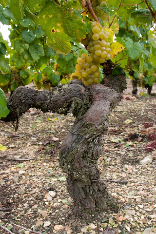 Marionnet Henry - Domaine de la Charmoise by null