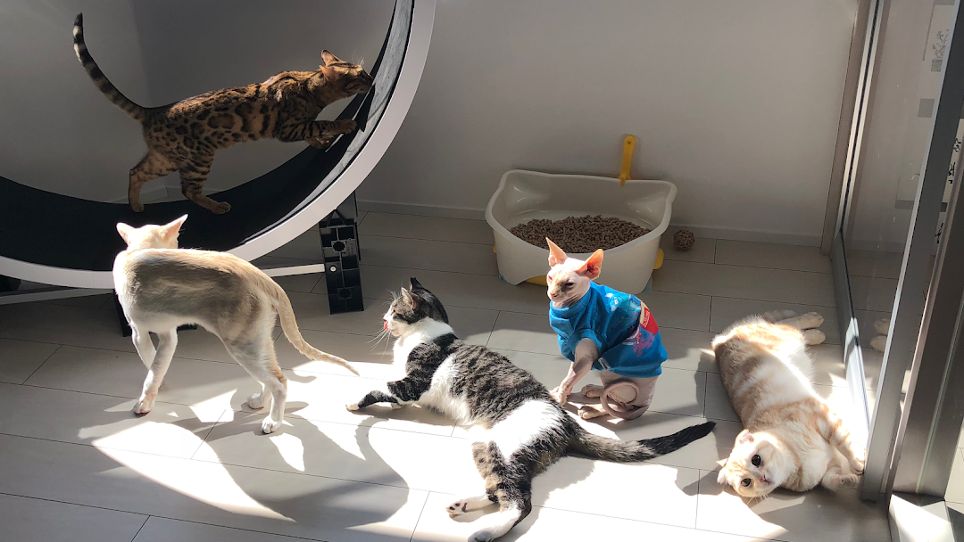 猫カフェ 猫の屋おでん 灘区のカフェ