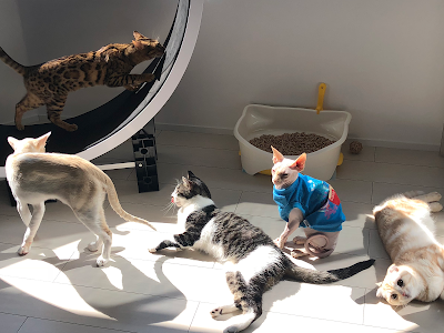 選択した画像 おでん 猫 116796-おでん 猫 名前