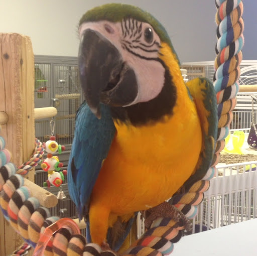 In A Pickle Parrot Shop - Thumbnail