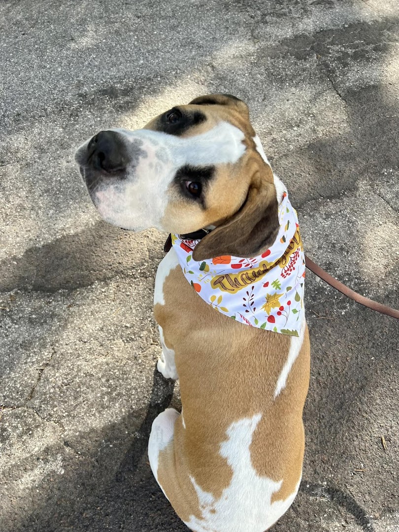 BarkSuds Marina Westshore District photo 15