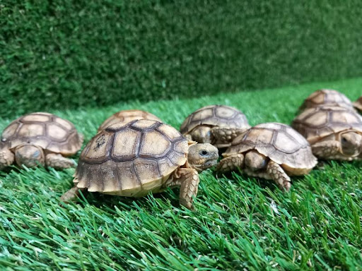 ReptileStore