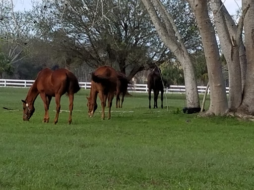 Bay Tree Farm - Visual