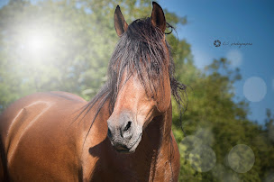 Photo n°3 de Écurie Fantagaro - AHETZE à Ahetze (Éleveur de chevaux)