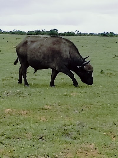 Photos of Tootabi Hunting Safaris