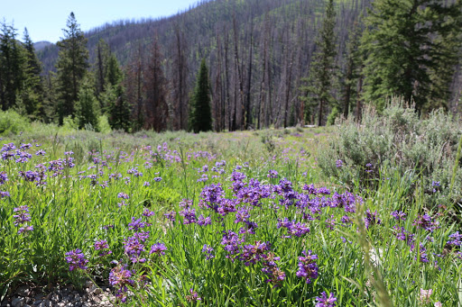Baker Lake Trailhead - Thumbnail